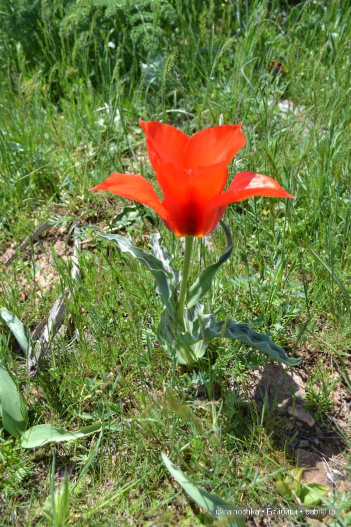 Веерле из рода Zwergnase - Королева тюльпанов