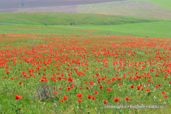 Веерле из рода Zwergnase - Королева тюльпанов