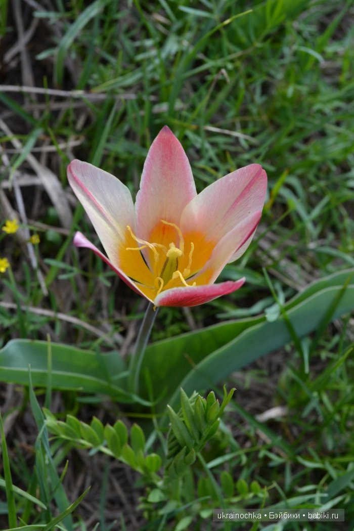 Веерле из рода Zwergnase - Королева тюльпанов