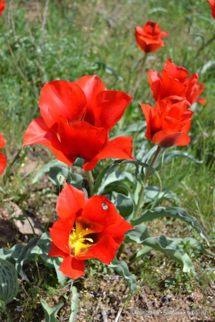 Веерле из рода Zwergnase - Королева тюльпанов