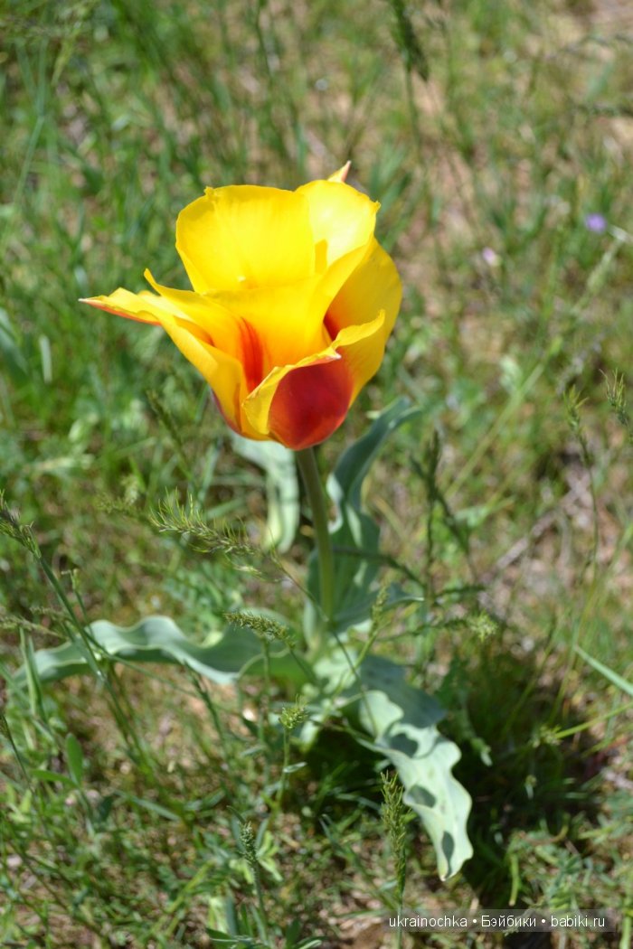 Веерле из рода Zwergnase - Королева тюльпанов