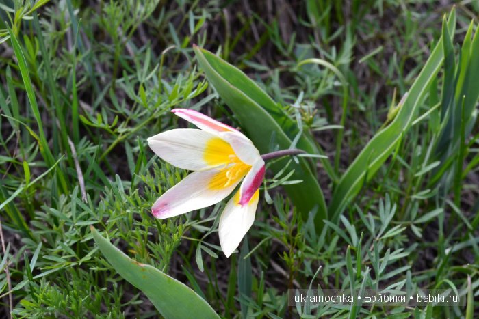 Веерле из рода Zwergnase - Королева тюльпанов