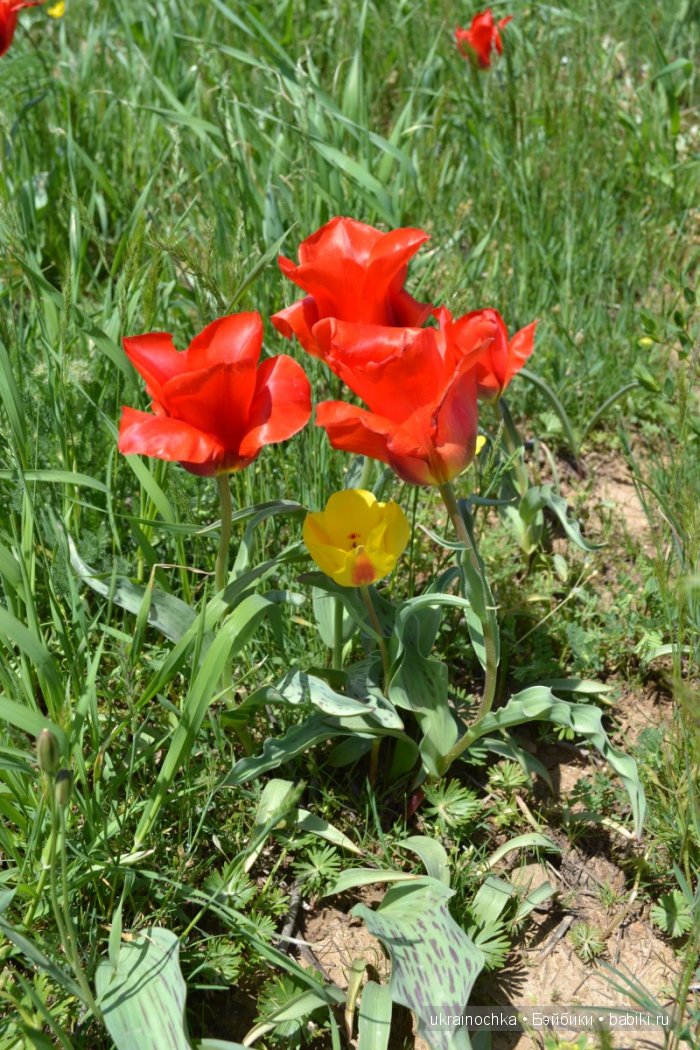 Веерле из рода Zwergnase - Королева тюльпанов