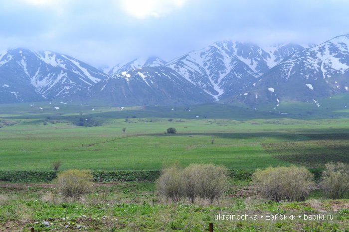 Веерле из рода Zwergnase - Королева тюльпанов (фото 5)