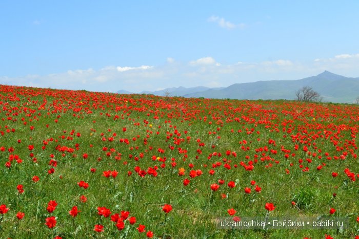 Веерле из рода Zwergnase - Королева тюльпанов