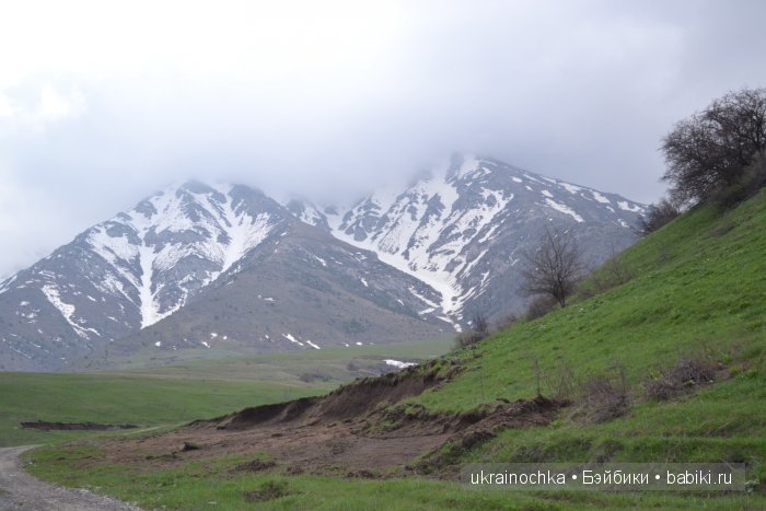 Веерле из рода Zwergnase - Королева тюльпанов (фото 8)