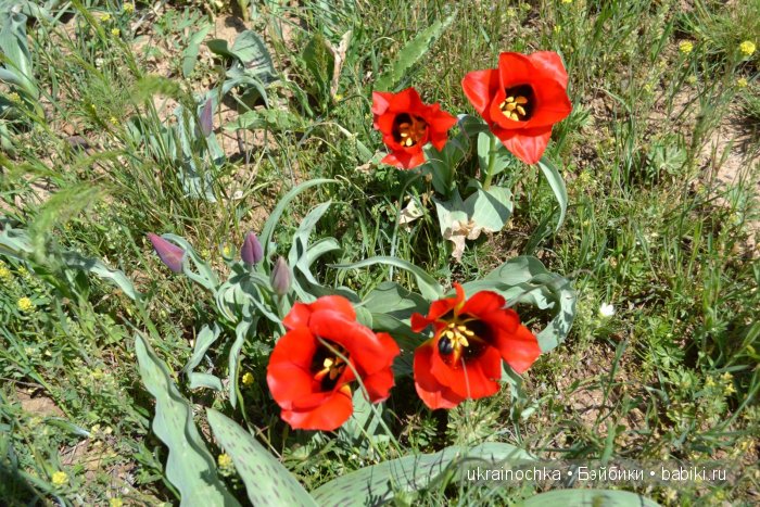 Веерле из рода Zwergnase - Королева тюльпанов