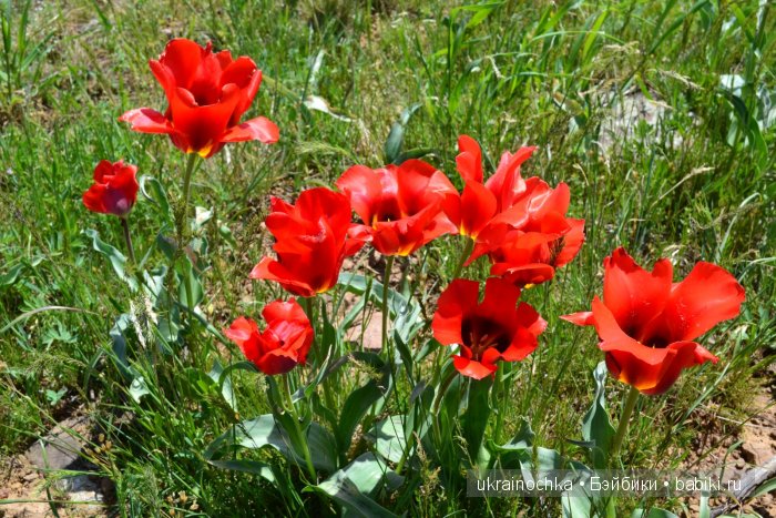 Веерле из рода Zwergnase - Королева тюльпанов