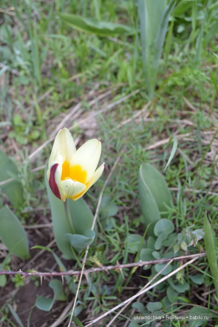 Веерле из рода Zwergnase - Королева тюльпанов