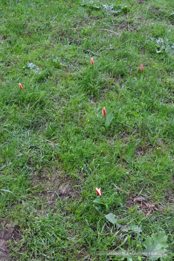 Веерле из рода Zwergnase - Королева тюльпанов (фото 10)