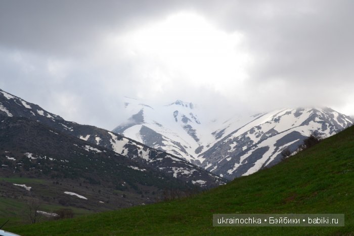 Веерле из рода Zwergnase - Королева тюльпанов (фото 9)