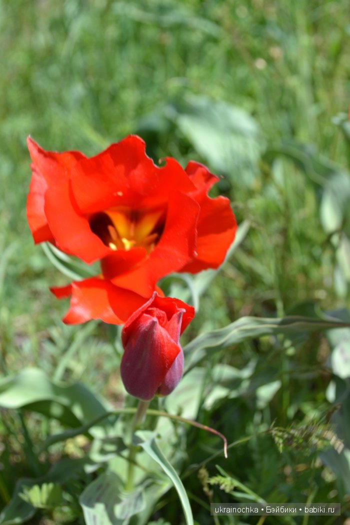 Веерле из рода Zwergnase - Королева тюльпанов