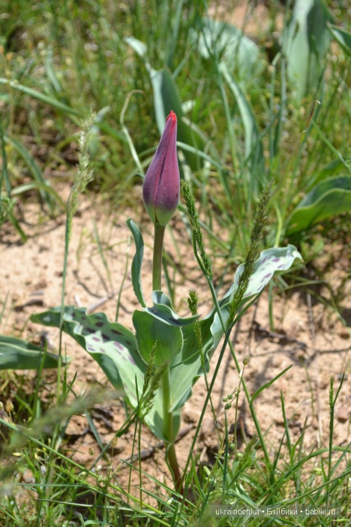 Веерле из рода Zwergnase - Королева тюльпанов