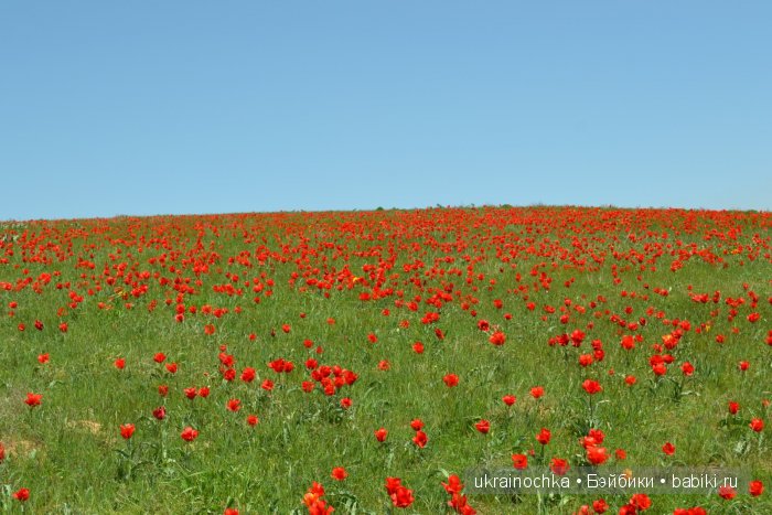Веерле из рода Zwergnase - Королева тюльпанов