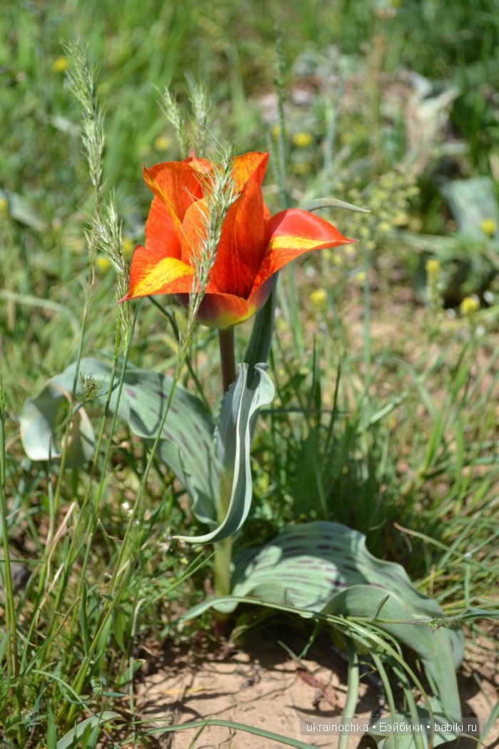 Веерле из рода Zwergnase - Королева тюльпанов