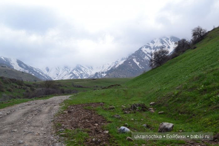 Веерле из рода Zwergnase - Королева тюльпанов (фото 7)