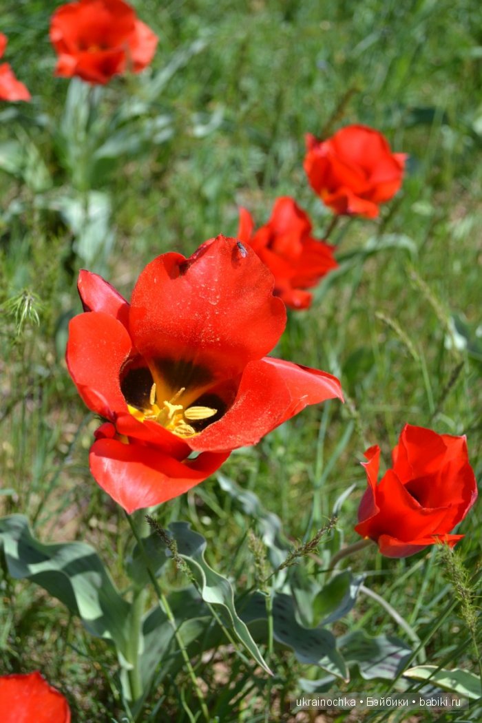 Веерле из рода Zwergnase - Королева тюльпанов