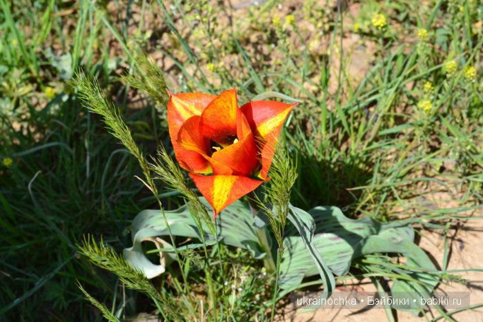 Веерле из рода Zwergnase - Королева тюльпанов