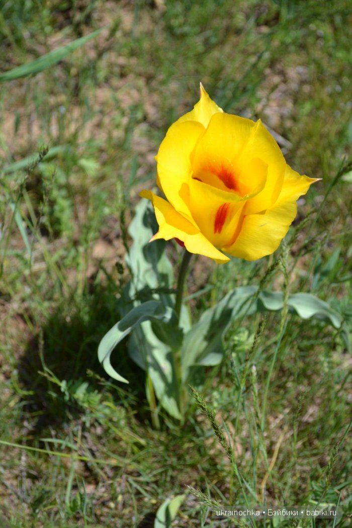 Веерле из рода Zwergnase - Королева тюльпанов