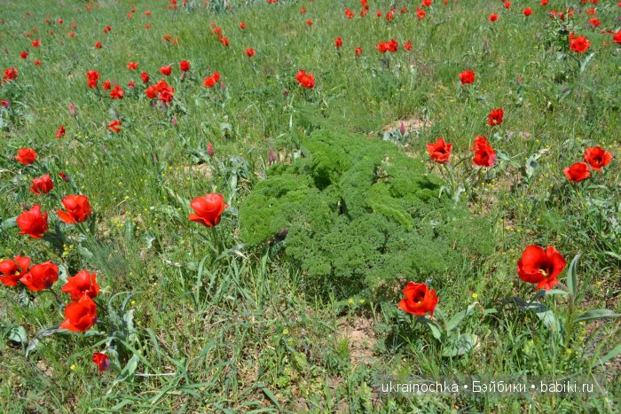 Веерле из рода Zwergnase - Королева тюльпанов