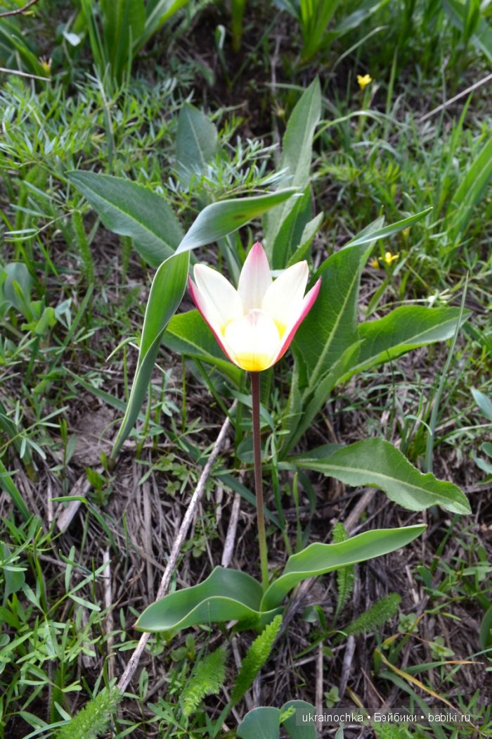 Веерле из рода Zwergnase - Королева тюльпанов