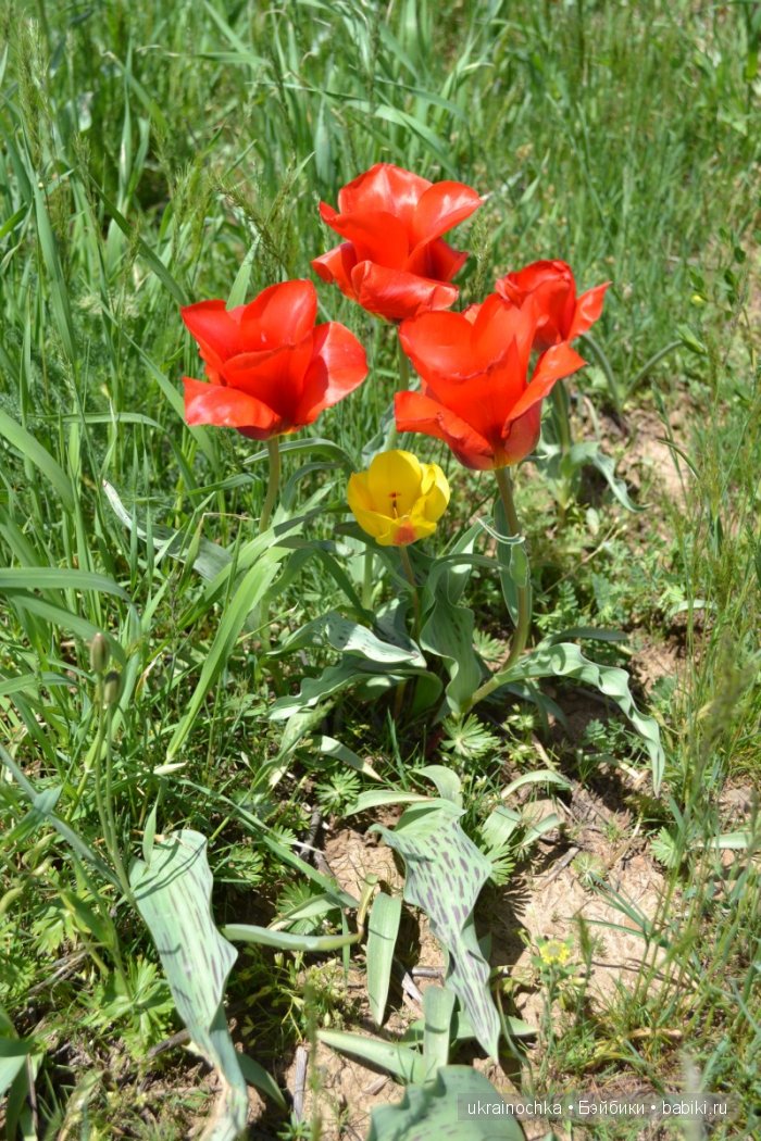 Веерле из рода Zwergnase - Королева тюльпанов