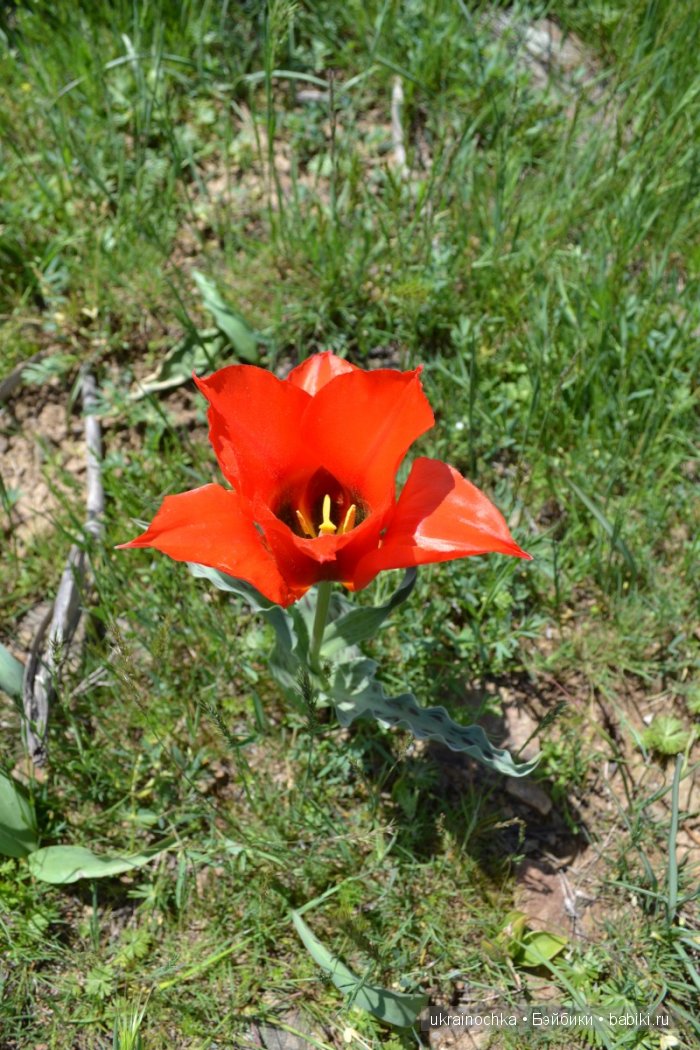 Веерле из рода Zwergnase - Королева тюльпанов