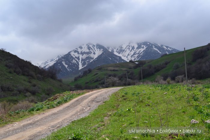 Веерле из рода Zwergnase - Королева тюльпанов (фото 6)