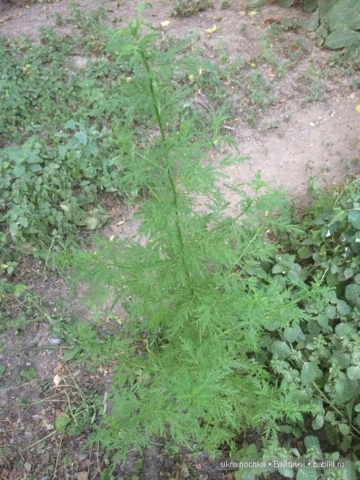 Аноук-Мила Zwergnase: Шалкау? Нет, Шымкент