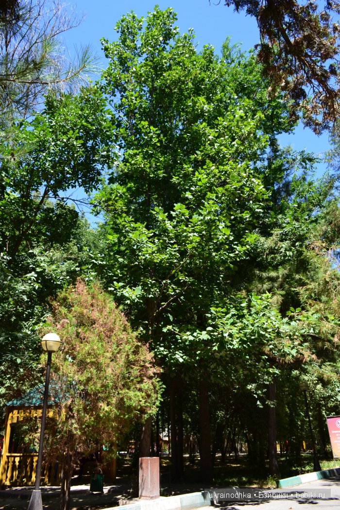 Аноук-Мила Zwergnase: Шалкау? Нет, Шымкент