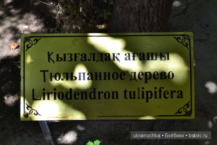 Аноук-Мила Zwergnase: Шалкау? Нет, Шымкент