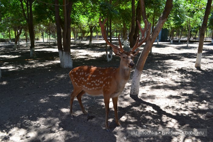 Аноук-Мила Zwergnase: Шалкау? Нет, Шымкент