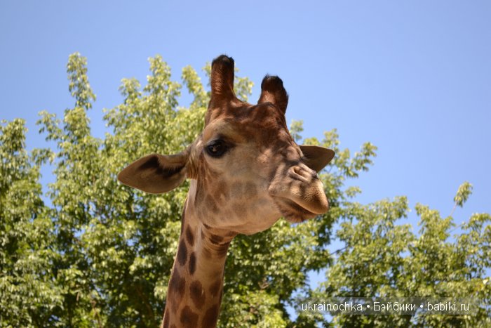 Аноук-Мила Zwergnase: Шалкау? Нет, Шымкент