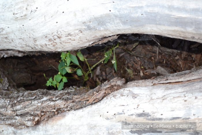 Песня души моей - Ламберта Zwergnase
