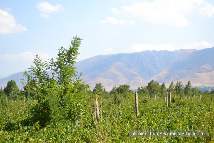 Песня души моей - Ламберта Zwergnase (фото 6)