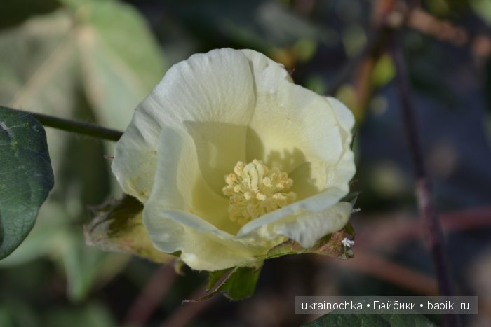Gagea Lutea Zwergnase или Сказ о хлопковом Эльфе (фото 2)