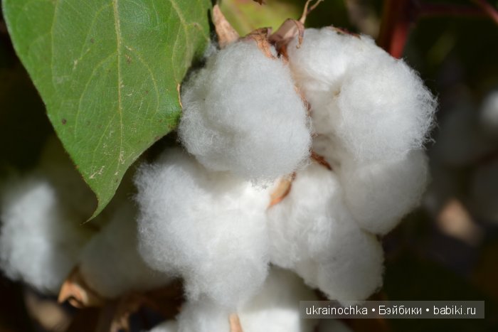 Gagea Lutea Zwergnase или Сказ о хлопковом Эльфе