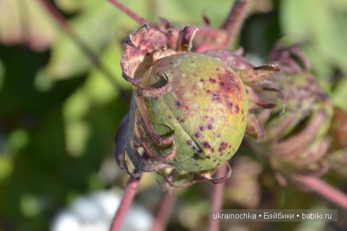 Gagea Lutea Zwergnase или Сказ о хлопковом Эльфе (фото 8)