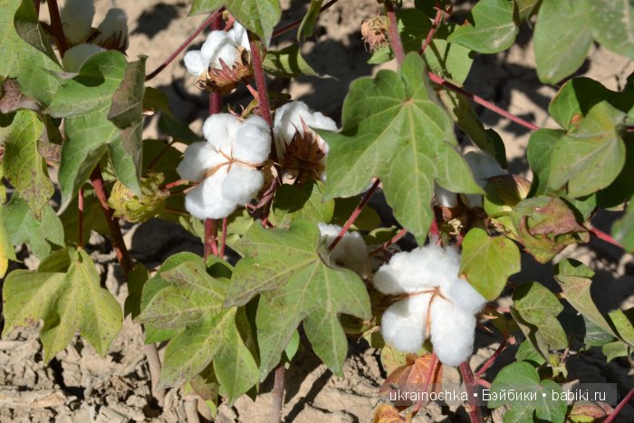 Gagea Lutea Zwergnase или Сказ о хлопковом Эльфе