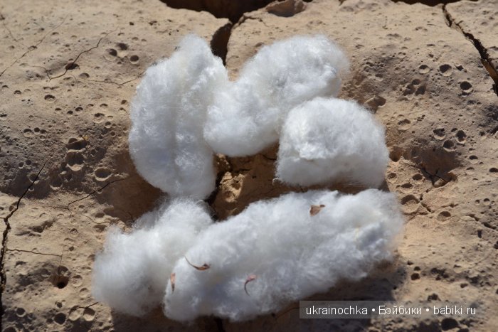 Gagea Lutea Zwergnase или Сказ о хлопковом Эльфе