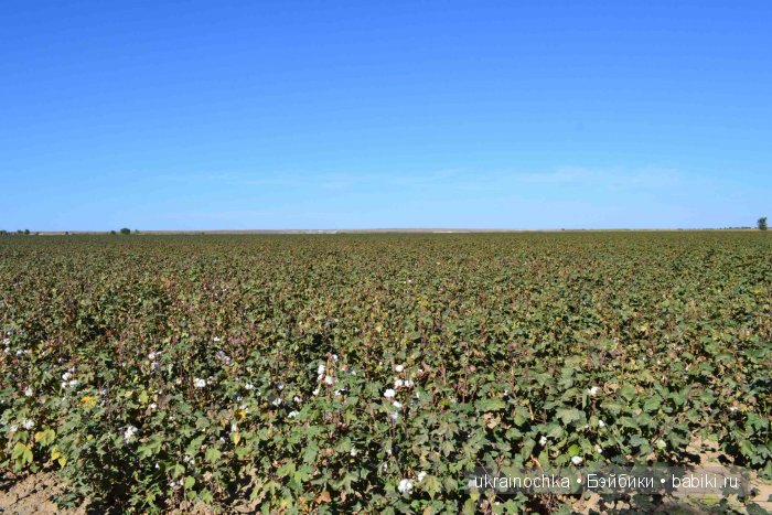 Gagea Lutea Zwergnase или Сказ о хлопковом Эльфе