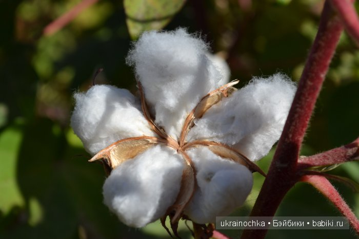 Gagea Lutea Zwergnase или Сказ о хлопковом Эльфе