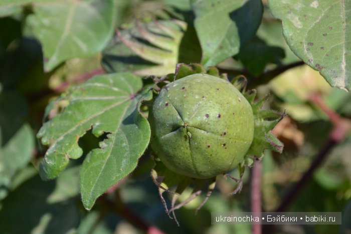 Gagea Lutea Zwergnase или Сказ о хлопковом Эльфе (фото 7)