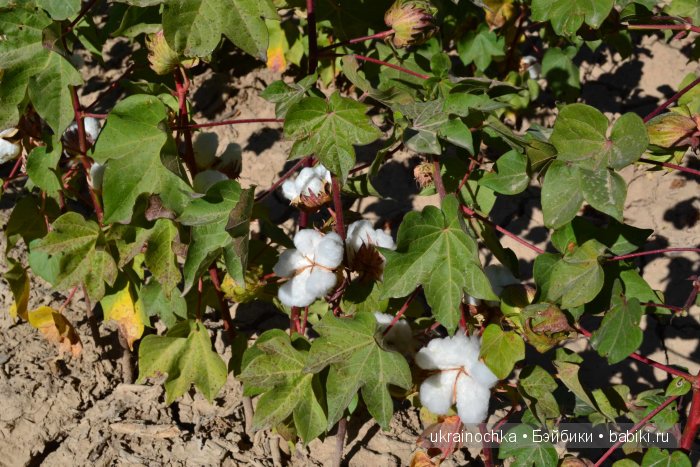 Gagea Lutea Zwergnase или Сказ о хлопковом Эльфе