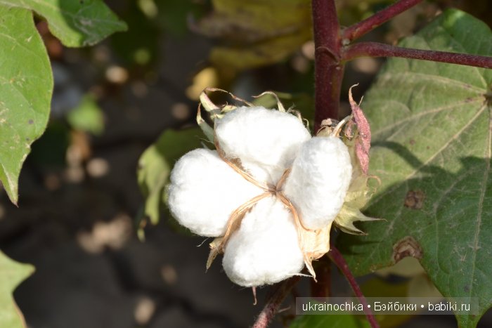 Gagea Lutea Zwergnase или Сказ о хлопковом Эльфе (фото 10)