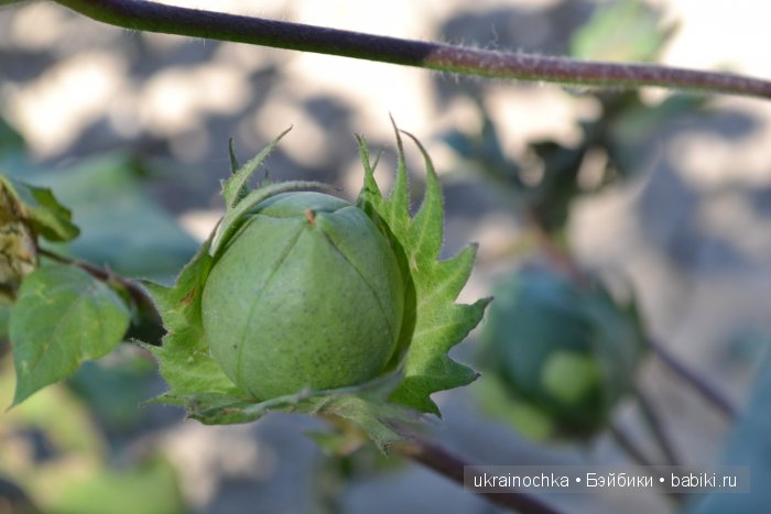 Gagea Lutea Zwergnase или Сказ о хлопковом Эльфе (фото 6)