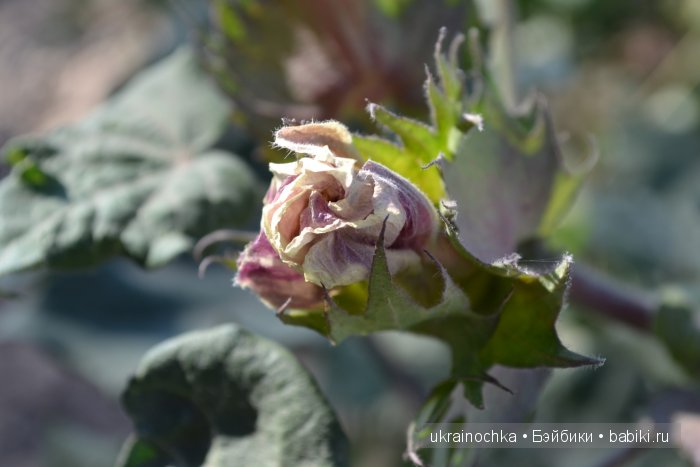 Gagea Lutea Zwergnase или Сказ о хлопковом Эльфе (фото 5)