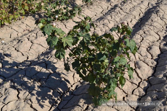 Gagea Lutea Zwergnase или Сказ о хлопковом Эльфе