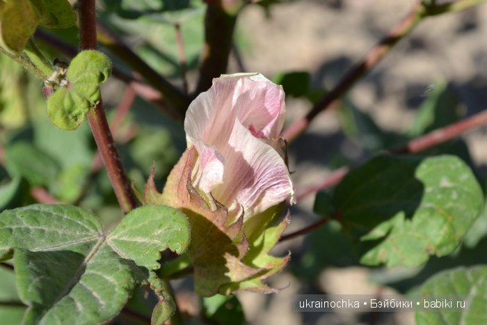 Gagea Lutea Zwergnase или Сказ о хлопковом Эльфе (фото 4)