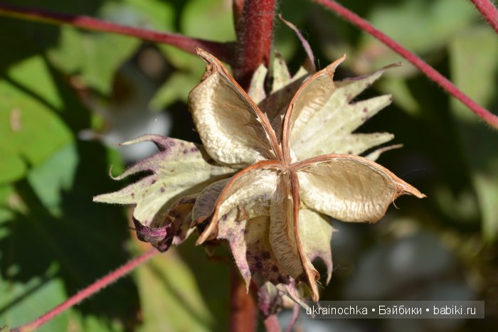 Gagea Lutea Zwergnase или Сказ о хлопковом Эльфе